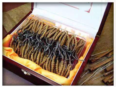 当雄冬虫夏草回收